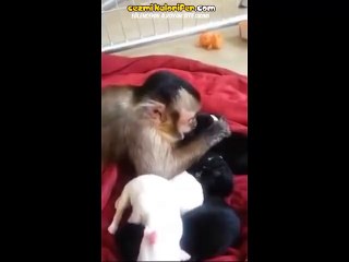 Köpek Yavrularını Seven Maymun Kardeş