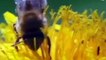 Documentaire   Les abeilles une société parfaite en voie de disparition. Quels conséquence ?