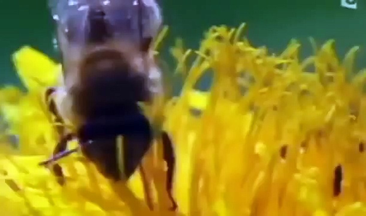 Documentaire   Les abeilles une société parfaite en voie de disparition. Quels conséquence ?