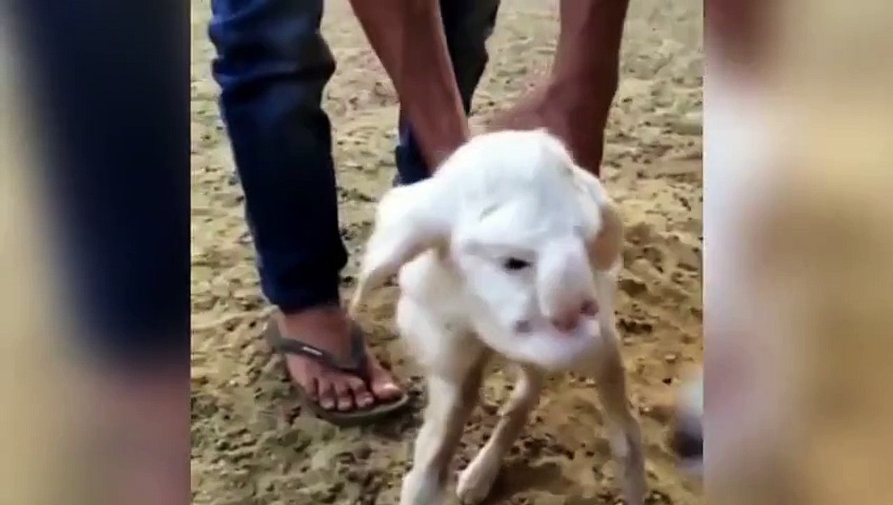Lamb with human-like features including eyes, nose and mouth is born on a farm in Russia