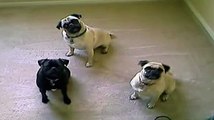 Pugs in Perfect Synchronization - Fun 4 Everyone