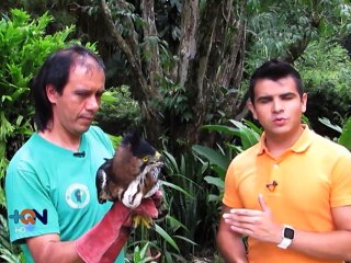 Una tortuga y un saíno se convirtieron en mejores amigos