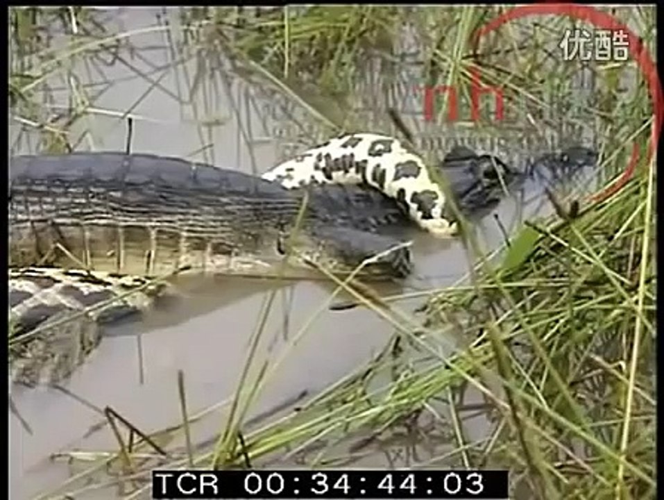 Python vs Crocodile - Animal Fighting Video 2015 -