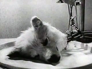 Les cerbères soviétiques : Faire vivre un chien décapité