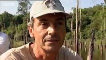 Rainforest animals of the Amazon jungle  - BBC wildlife