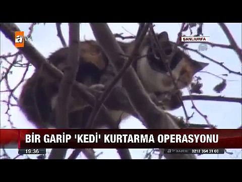 Bir garip kedi kurtarma operasyonu ağaçtan indirmek istedikleri kedi başka ağaca kaçtı