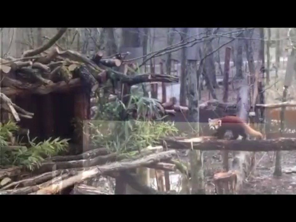 Trois pandas roux au parc de Sainte-Croix