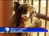 Refugio en Vara Blanca celebra nacimiento de dos cachorros de puma