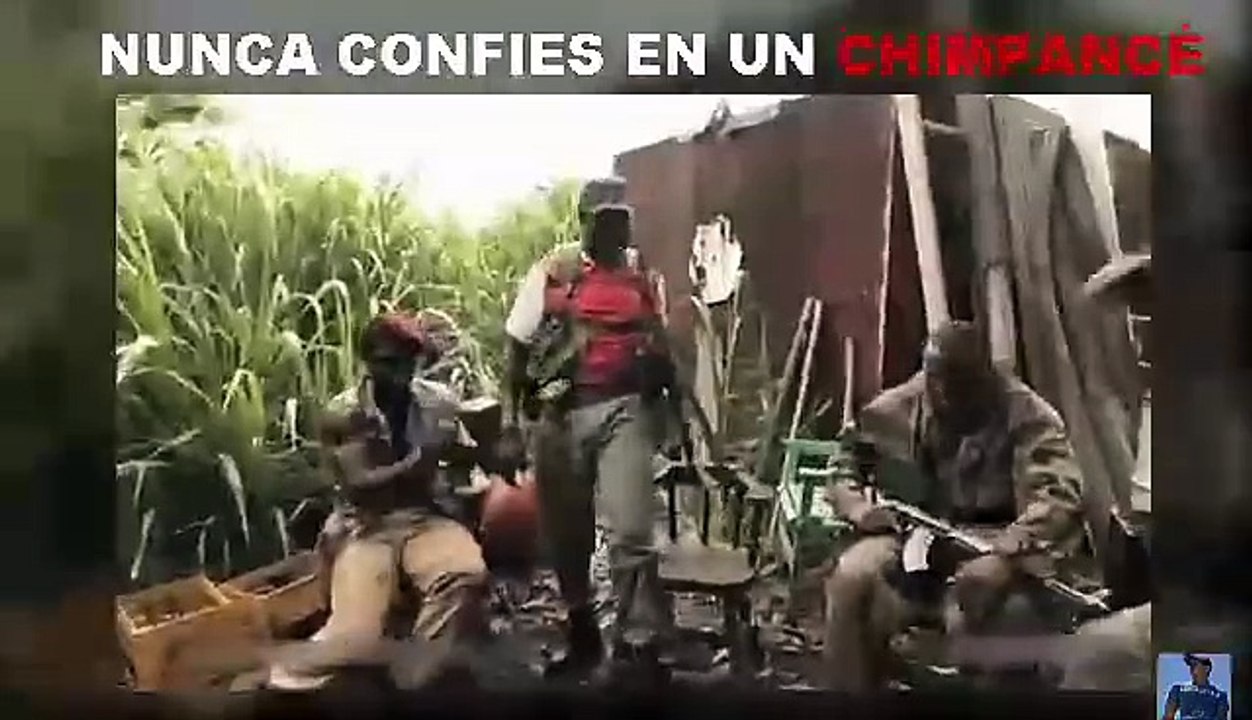 funny monky
