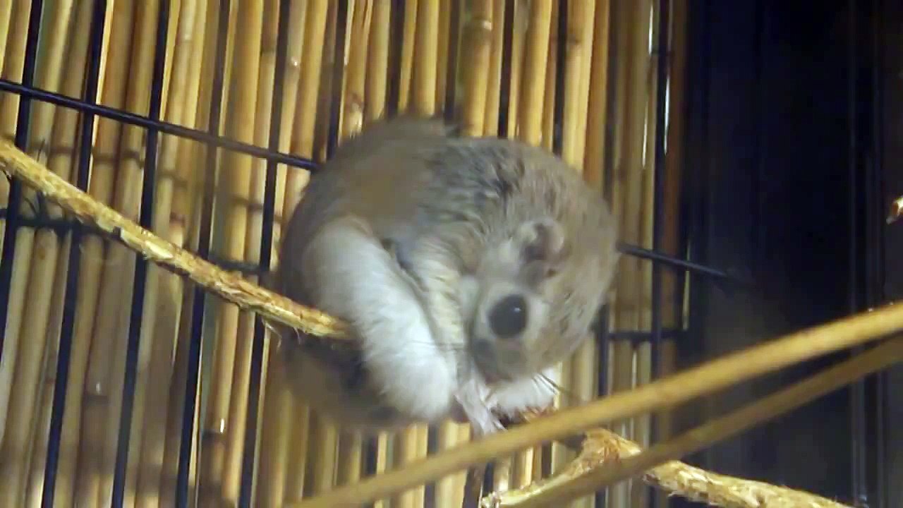 ezo momonga