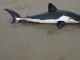 Beached Shark at Sunset State Beach California