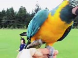 Free Flying Blue Throat Macaws At The Park