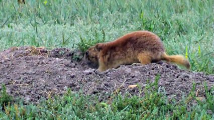Black-footed Ferret vs. Prairie Dog