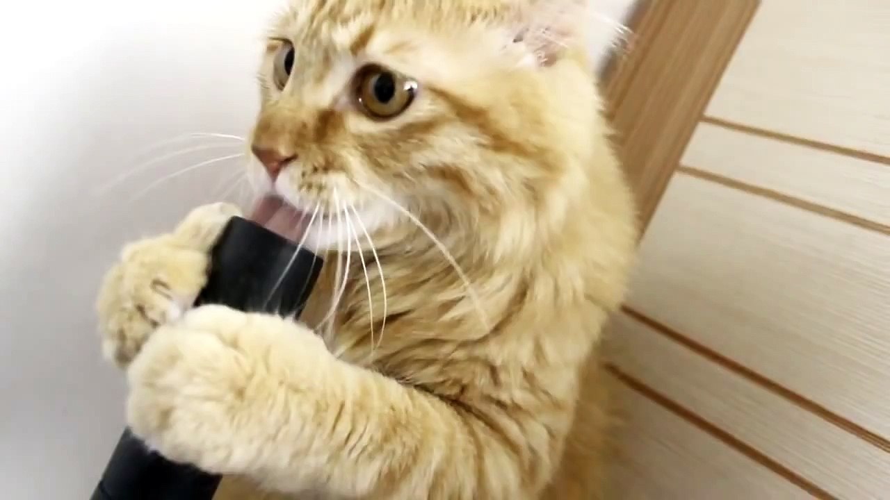 Funny Cat Loves Vacuum Cleaner Кот Любит Пылесос ! Прикол ! Видео