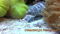 Corals Dying? Dose Magnesium!- Magnesium In Reef Aquaria