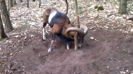 Watch This Stuck Sheep Get Rescued By A Jogger