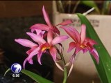 Exposición de orquídeas llega al mall Paseo Metrópoli en Cartago