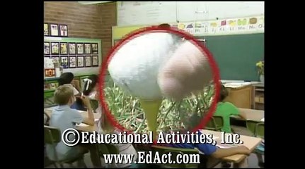 Pocket full of "B" - Learning Basic Skills DVD - Hap Palmer