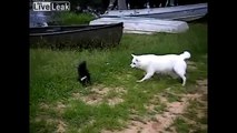 Funny Dog vs. Skunk- Hund gegen Stinktier.avi