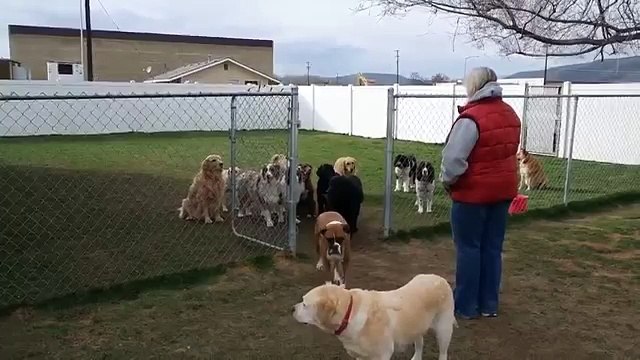 Impressionante o que essa senhora consegue fazer com seus cães