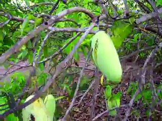 durianrider꞉ raw food diet is too expensive!!