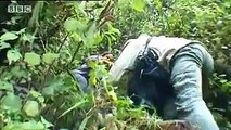 Mountain gorilla - extreme animals - BBC wildlife