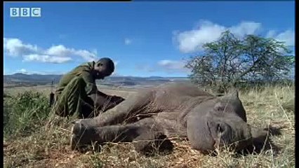 Baby rhino calf finds friends in the wild after abandoned by mother- BBC wildlife