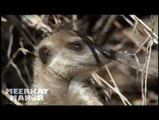 Meerkat Manor - Meerkats Meet an Aardvark