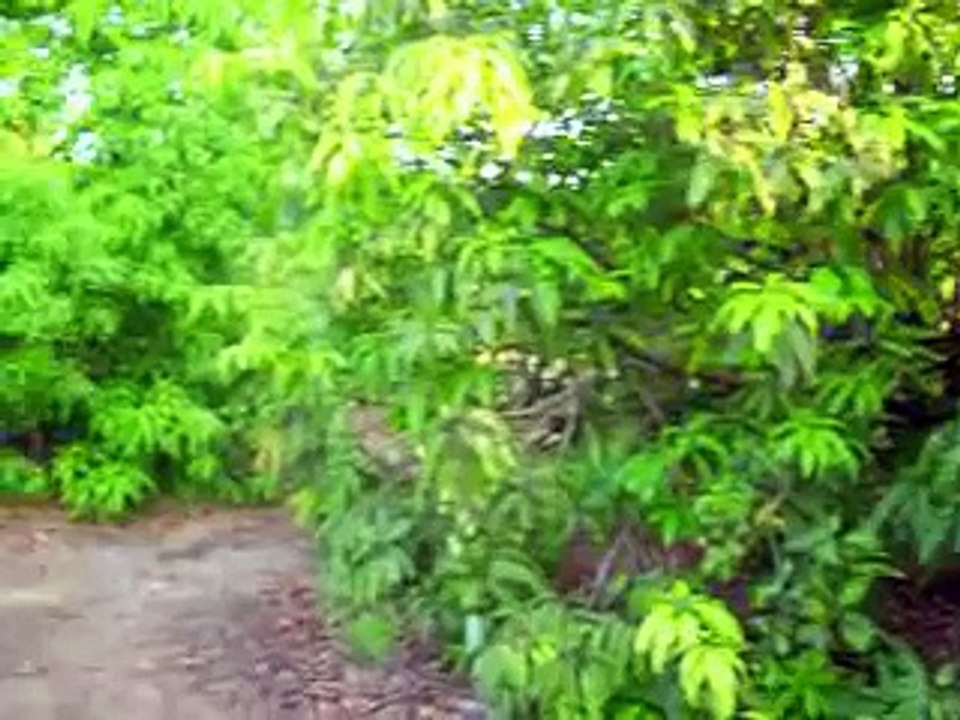 Raw fooder steals organic mangoes and gets...