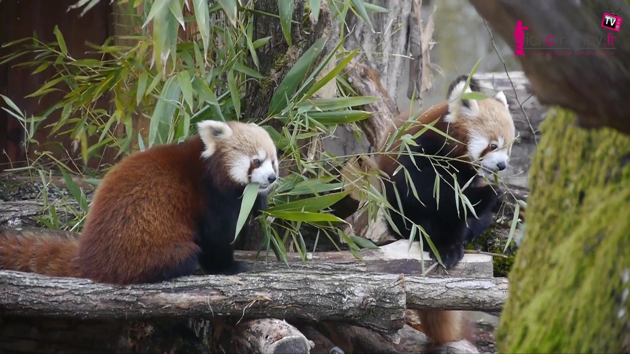 Vidéo De Panda Roux – Panda Roux Bagarre – KKSURC