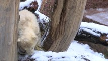 Adorable Polar Bear Cub ‘Fiete’ Greets the World