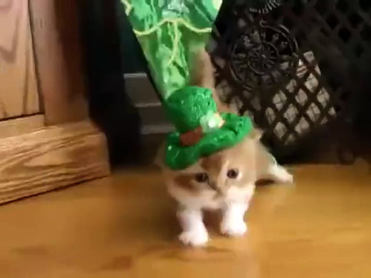 ⁣Even Cats Love St Patrick's Day!