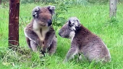 Koalas Fighting