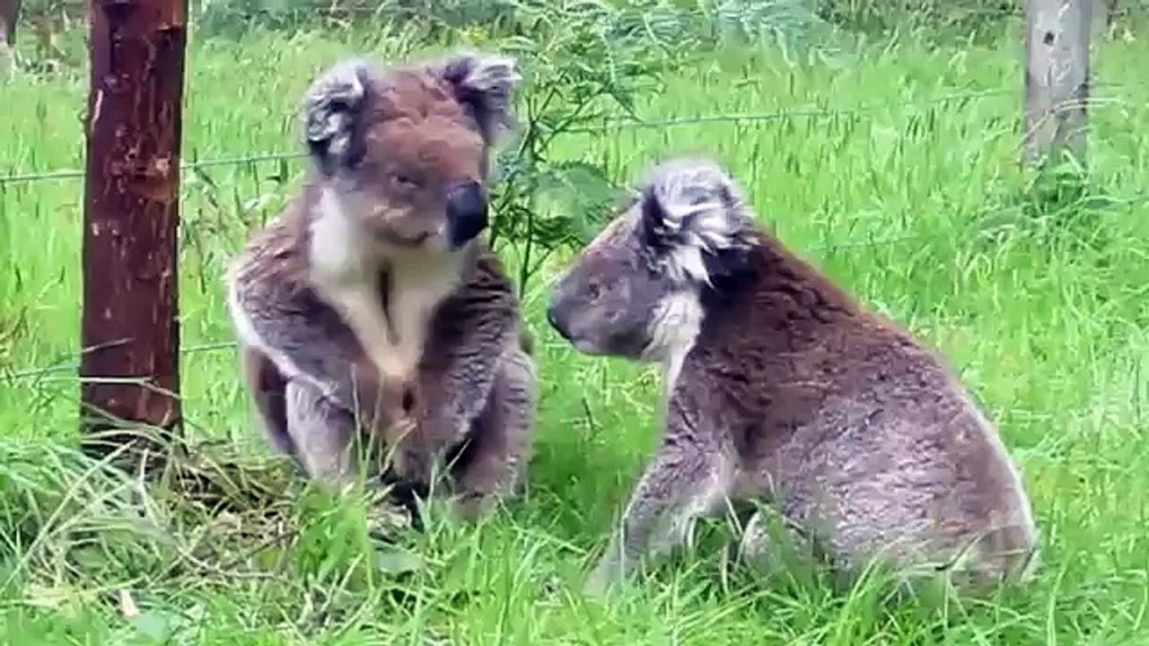 Koalas Fighting