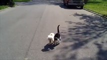 Cat Helps Blind Dog To See Where He's Going Smile