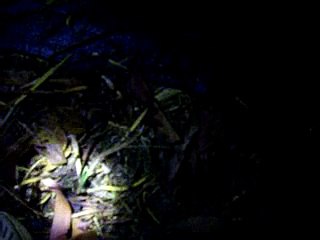 Durianrider interviews old skool raw fooder!