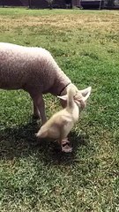 Lamb Gets Groomed by a Gosling - Video Dailymotion