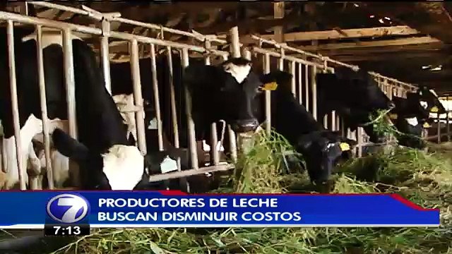 Lecheros buscan mejorar los pastos para bajar costos de producción