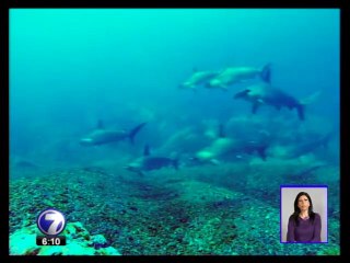 Una iniciativa busca proteger de la extinción a los tiburones martillo y sedoso