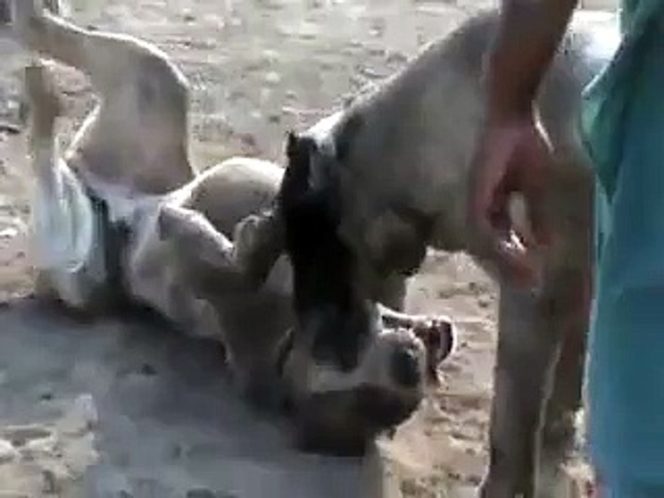 DOG FIGHT