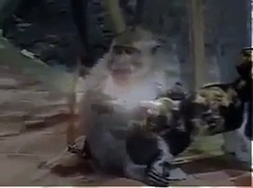 Funny   Monkey rapes cat | monkeys time