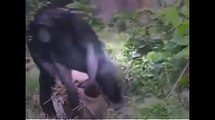 Funny Monkeys - Funny Animal Videos Compilation of the Funniest Animals | monkeys time
