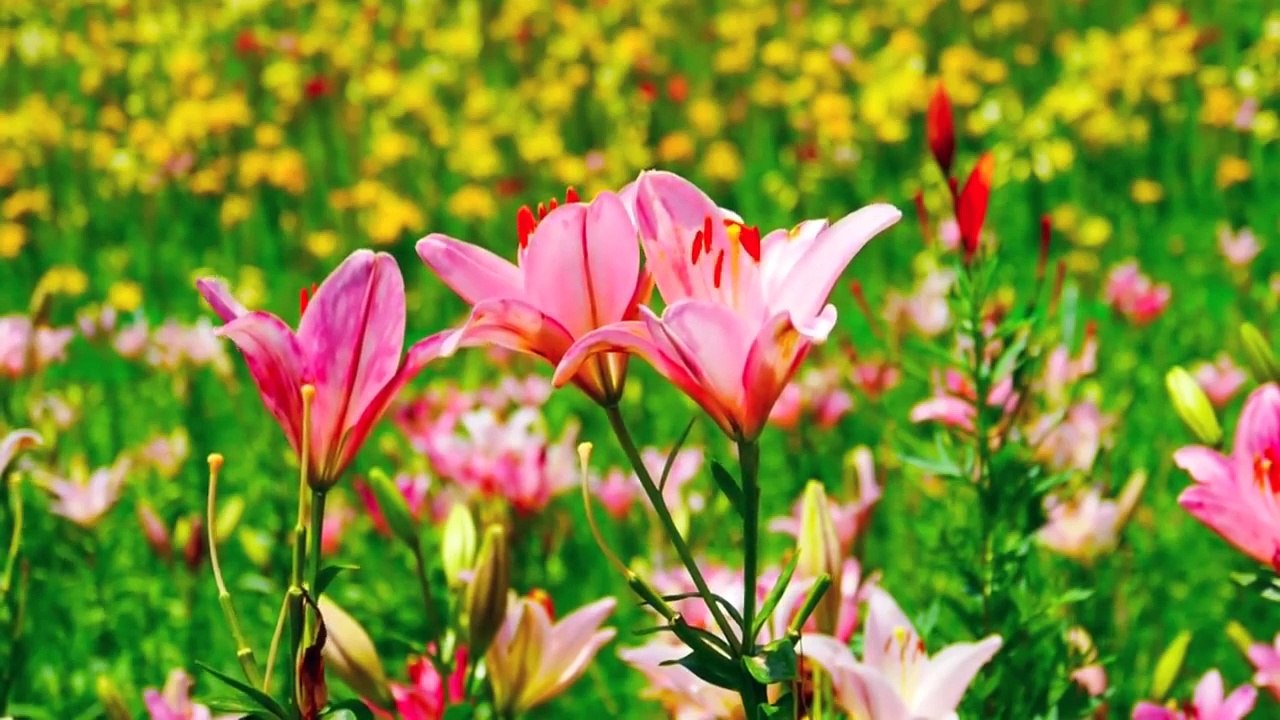 diffferent flower garden views