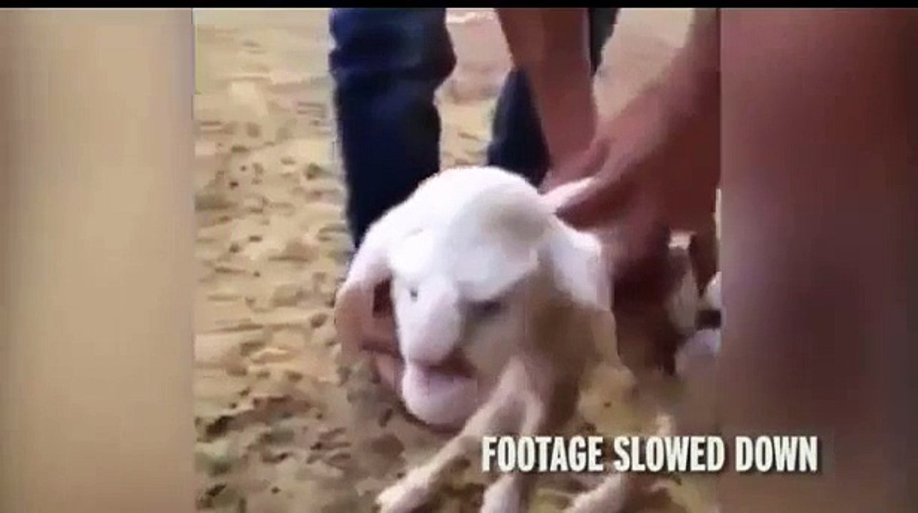 Lamb with a human face born in the Republic of Dagestan