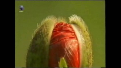 Los pelos de las plantas