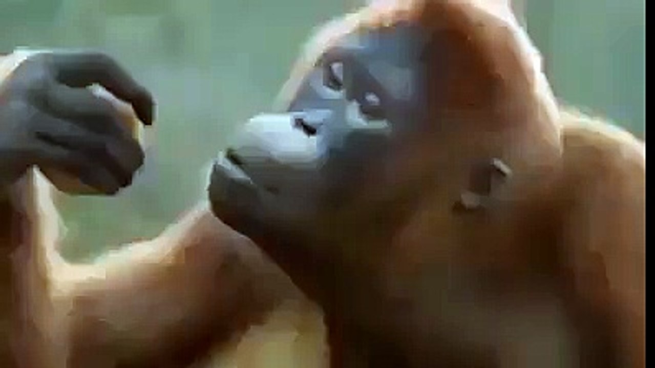 ye kr k dikhao Funny Big Monkey Dance