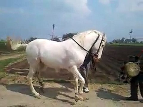 VID-20150402-WA0002.mp4