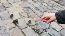 Cute birds in slow Motion filmed with iPhone 6