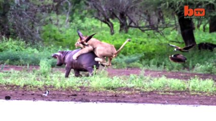 Lion Vs. Hippo: Mother Defends Calf From Lion Attack