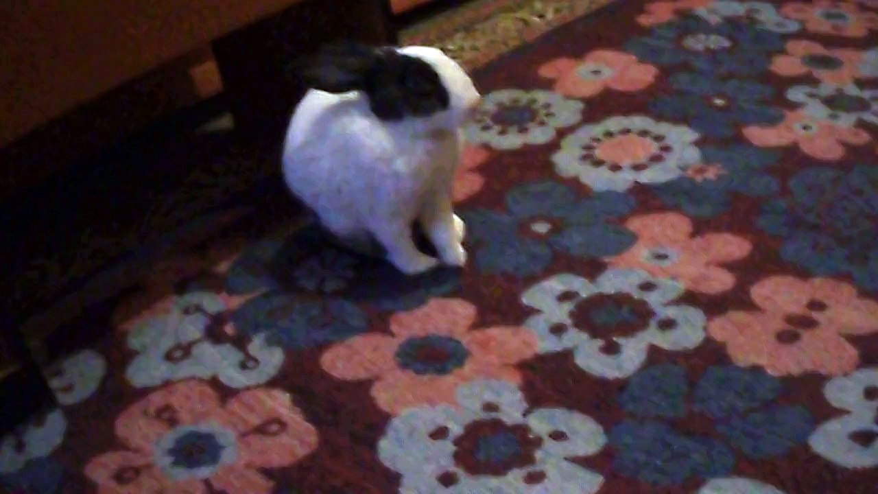 sevimli vecihinin bir günü